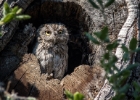 Western screech owl, Lafayette CA